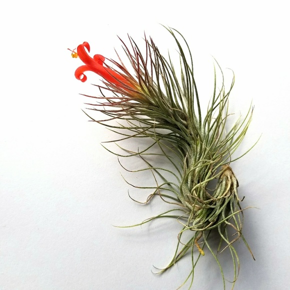 Vintage Jewelry - Keeping for my collection! Not for sale